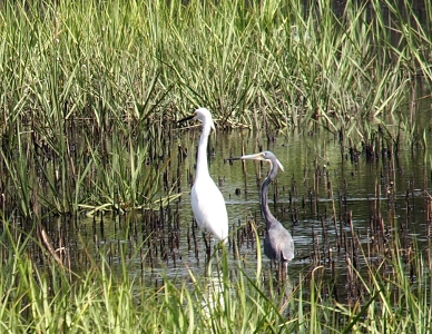 [The two birds stand beside each other in the shallow water. All white egret is on the left and the blue-grey heron with the black-tipped yellow bill is on the right.]